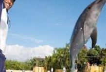 Dolphin Swim Adventure